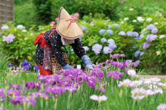 横須賀しょうぶ園
