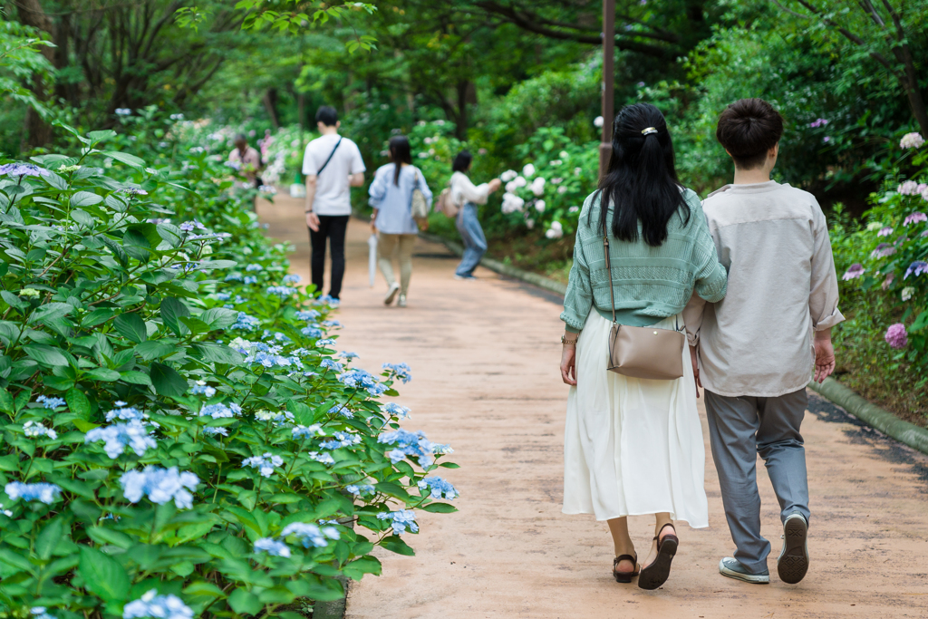 八景島あじさい祭り2023
