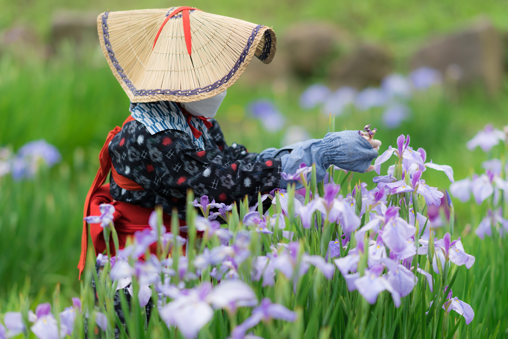 横須賀しょうぶ園