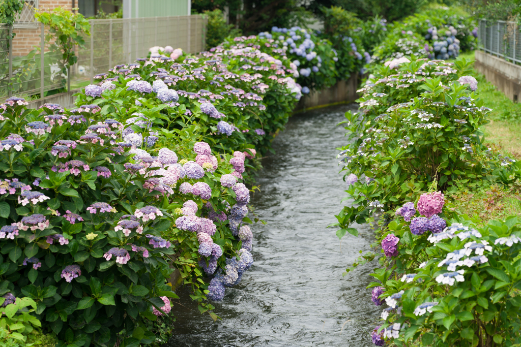2023開成町あじさいまつり