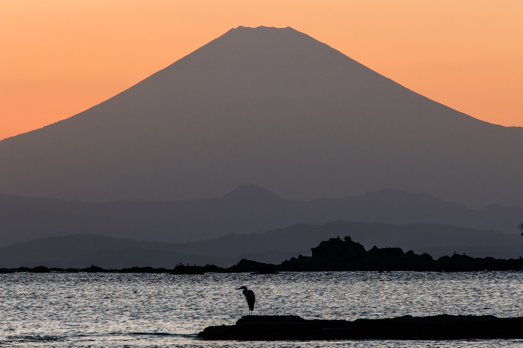 富士とアオサギ