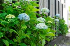 鎌倉の紫陽花