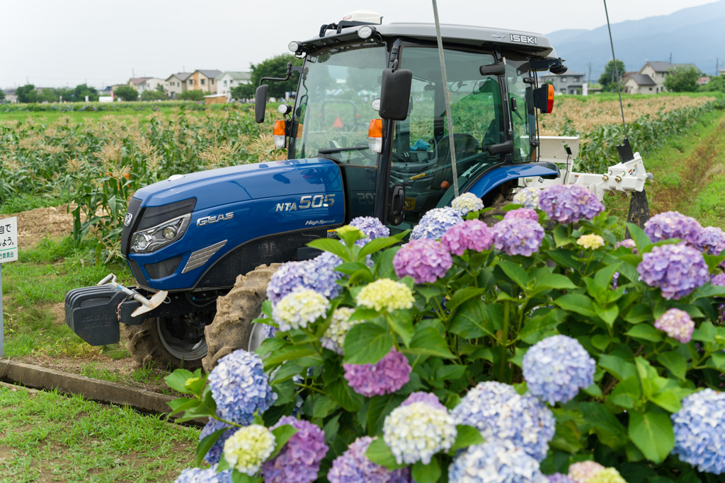 2023開成町あじさいまつり