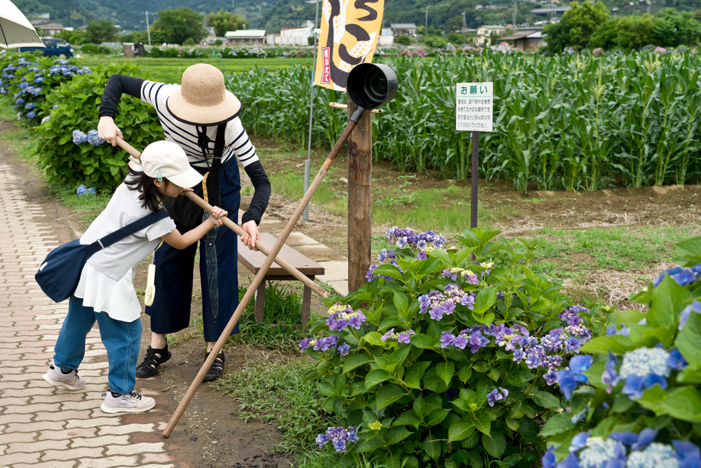 開成町あじさい祭り