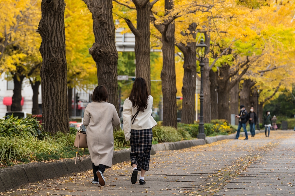 山下公園　銀杏並木