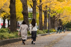 山下公園　銀杏並木