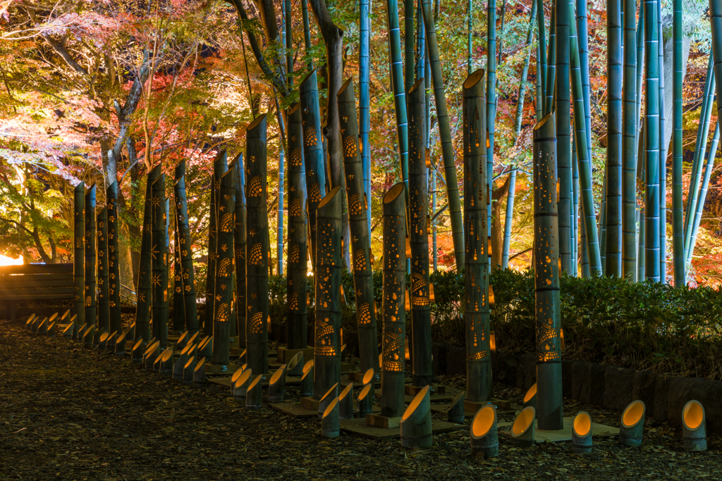 大磯城山公園　紅葉ライトアップ2023