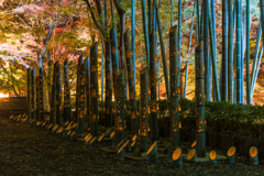 大磯城山公園　紅葉ライトアップ2023