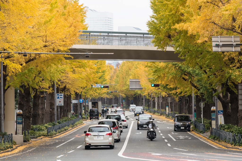 山下公園　銀杏並木