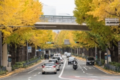 山下公園　銀杏並木