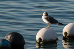 ブイの上のカモメ