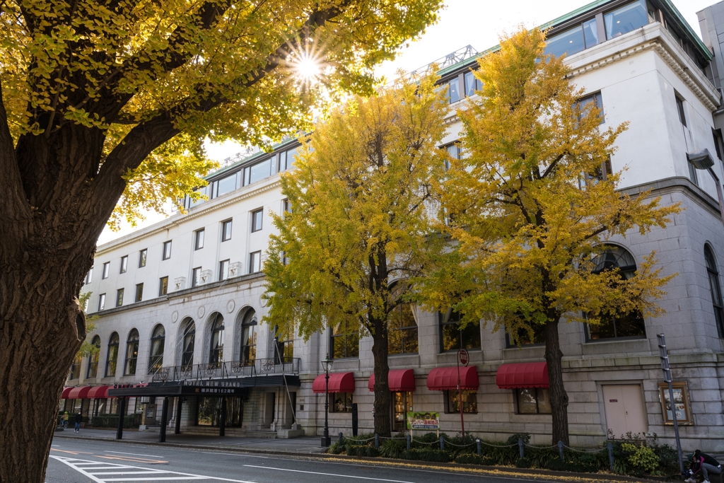 山下公園　銀杏並木