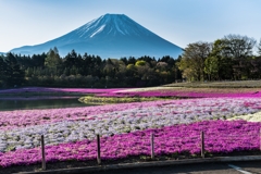 富士芝桜まつり 2022