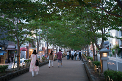 鎌倉八幡宮　参道