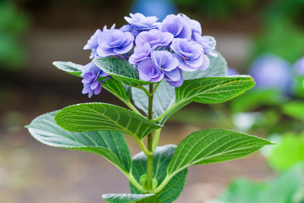 八景島あじさい祭り2023