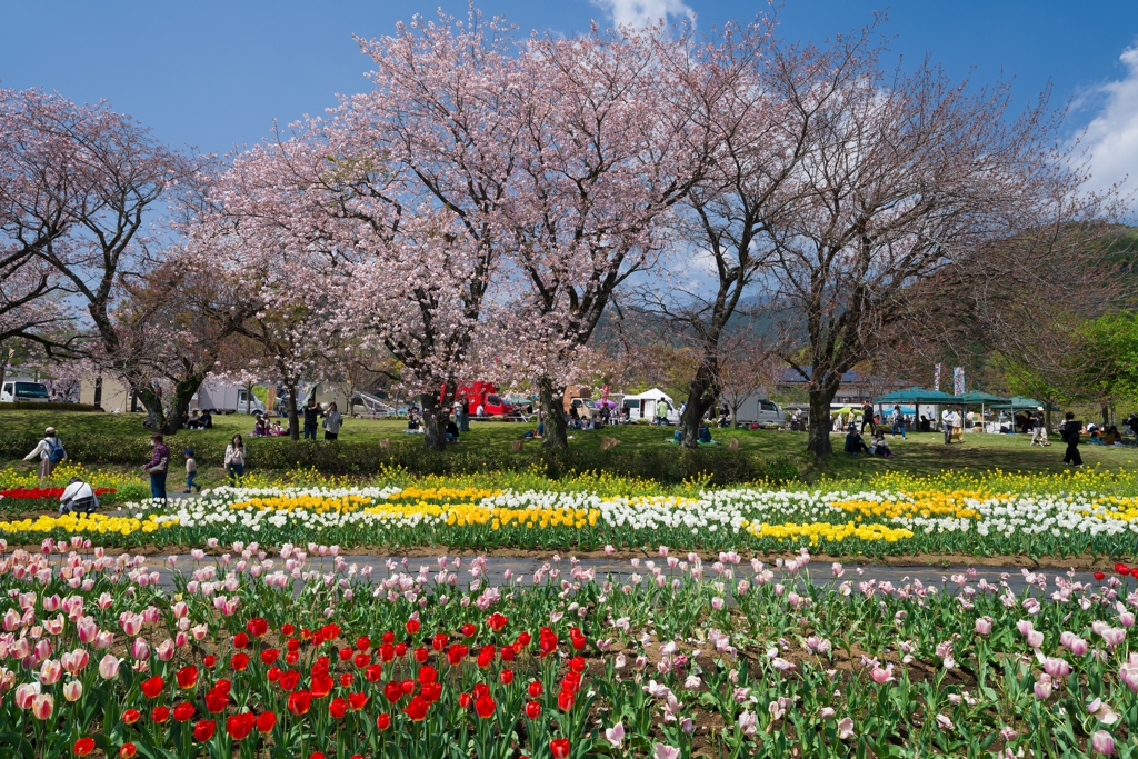 春の戸川公園