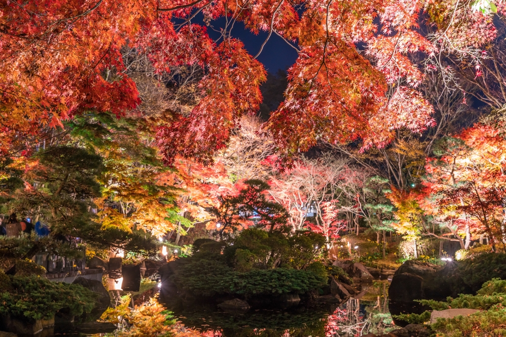 大磯城山公園　紅葉ライトアップ
