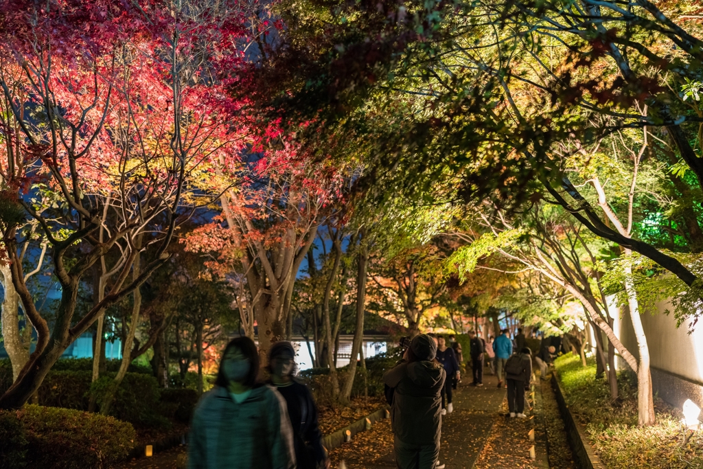 大磯城山公園　紅葉ライトアップ