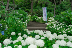 八景島　あじさい祭り