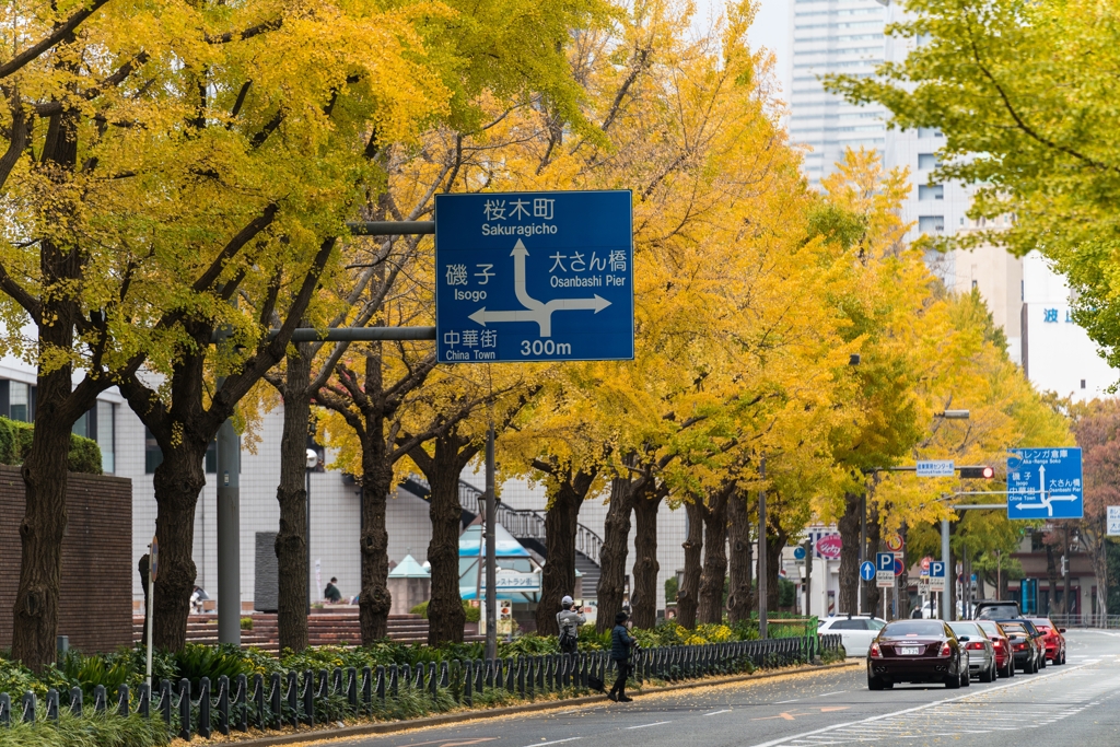 山下公園　銀杏並木