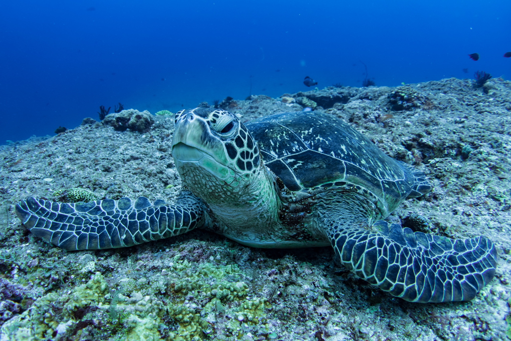 下地島ダイビング