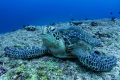 下地島ダイビング