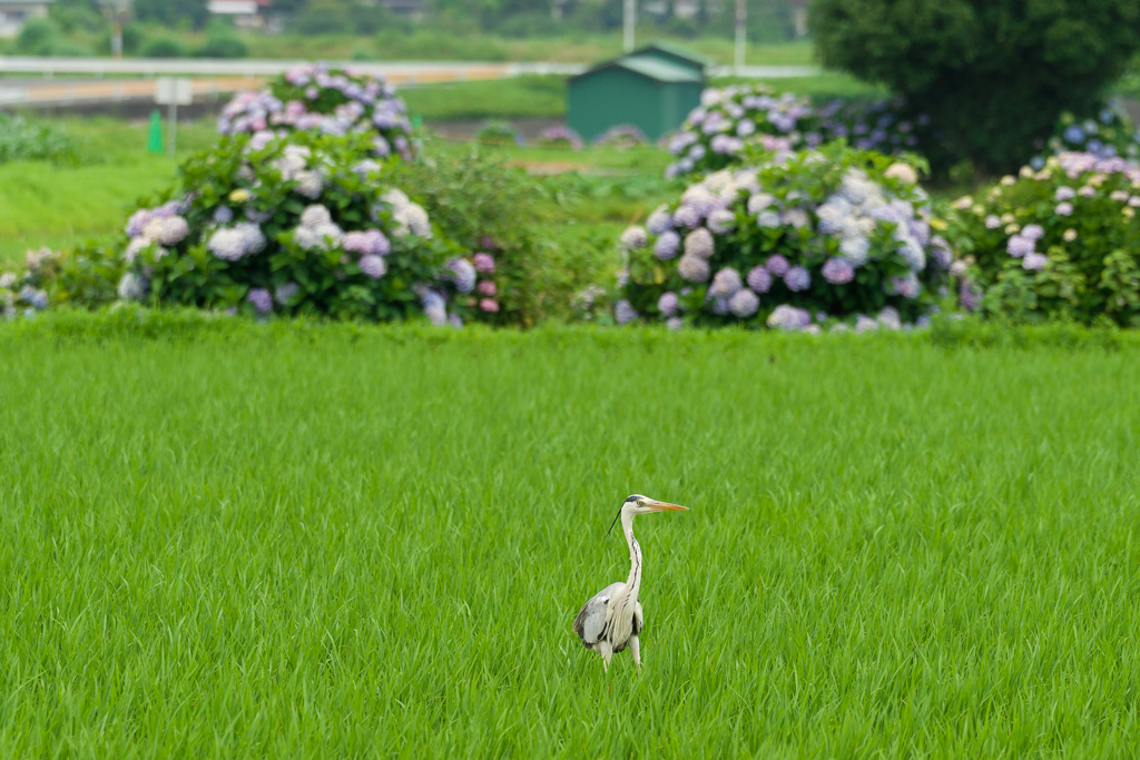 2023開成町あじさいまつり