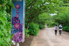八景島　あじさい祭り