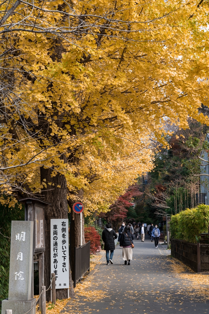 秋の明月院