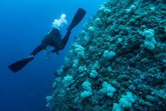 下地島ダイビング