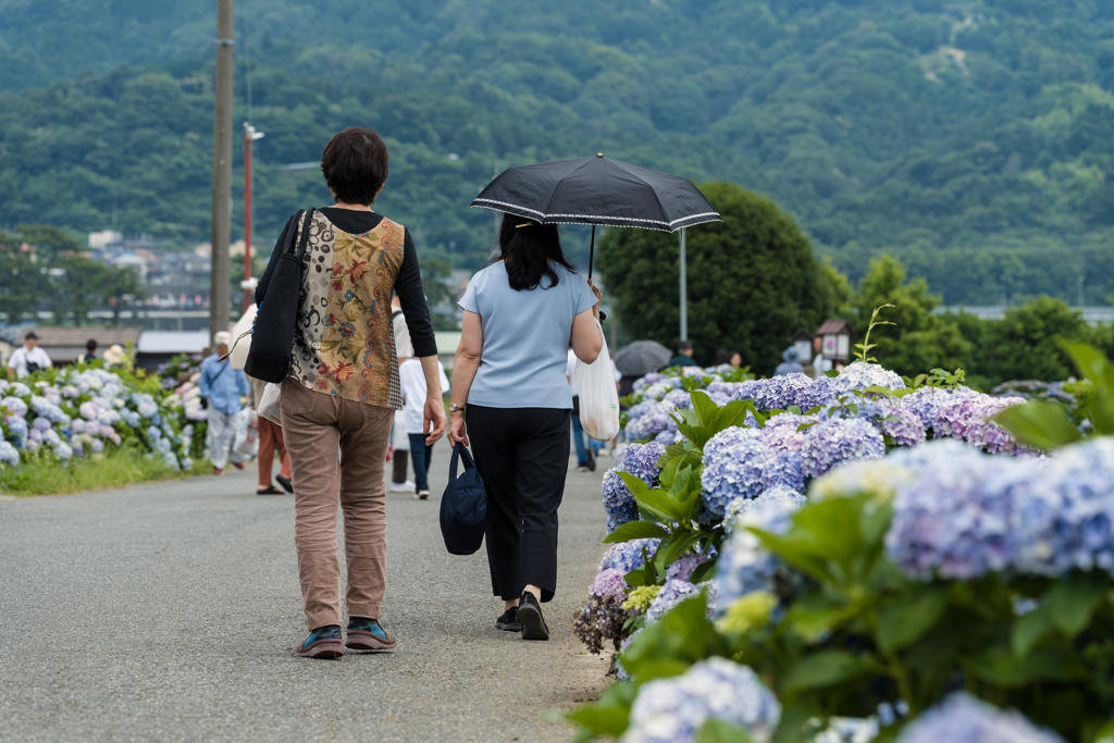 2023開成町あじさいまつり