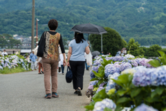 2023開成町あじさいまつり