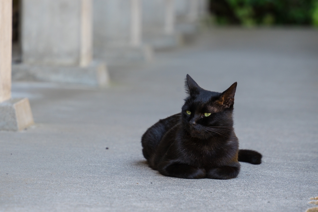 称名寺　黒猫