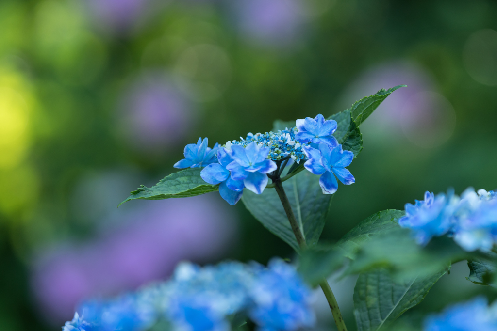 八景島　あじさい