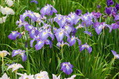 皇居　二の丸庭園