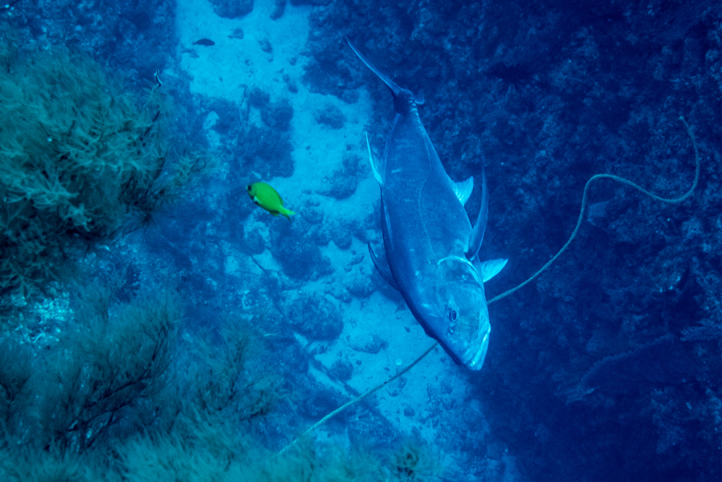 下地島ダイビング