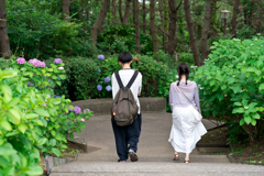 八景島　あじさい祭り