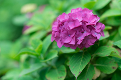 横須賀しょうぶ園