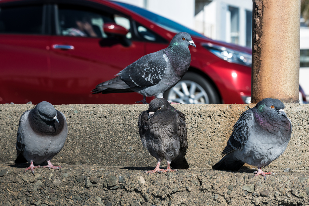 七里ヶ浜の鳩