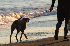 茅ヶ崎スナップ