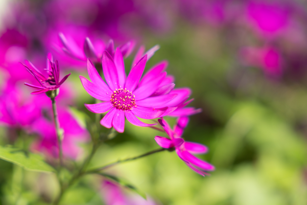 花の都公園