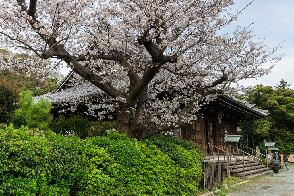 2024 春の称名寺