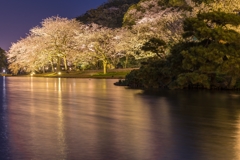 三渓園　桜ライトアップ2023