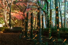 大磯城山公園　紅葉ライトアップ