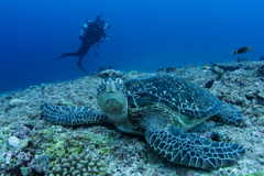 下地島ダイビング