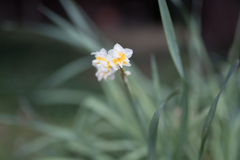 金沢文庫　称名寺　水仙