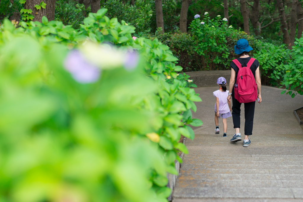 八景島　あじさい祭り