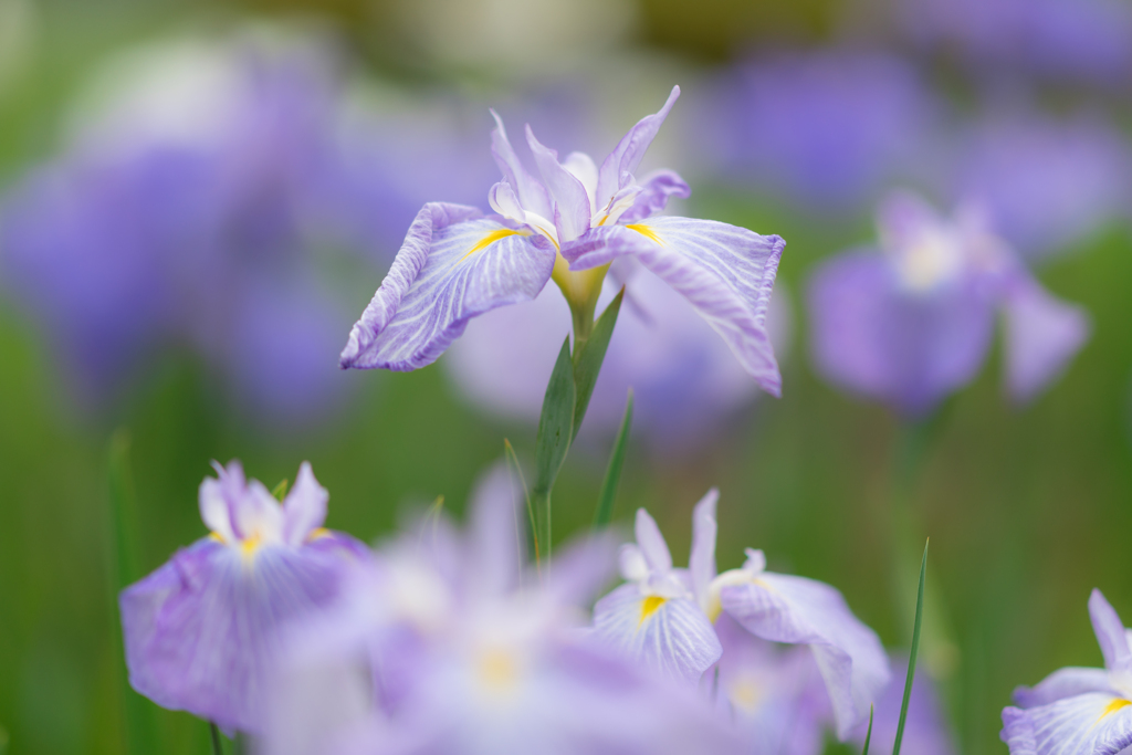 皇居　二の丸庭園