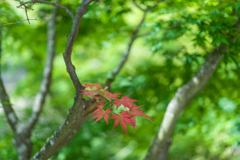 鎌倉　円覚寺