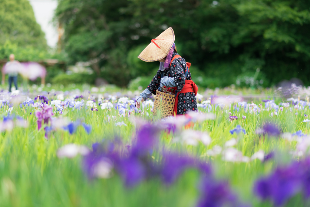 横須賀しょうぶ園